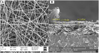 Spectroscopy, Morphology, and Electrochemistry of Electrospun Polyamic Acid Nanofibers